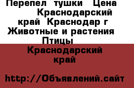 Перепел: тушки › Цена ­ 400 - Краснодарский край, Краснодар г. Животные и растения » Птицы   . Краснодарский край